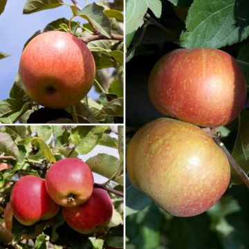 Apfelbäume Mix - Malus domestica