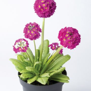 Primel Prom Deep Rose - Primula denticulata