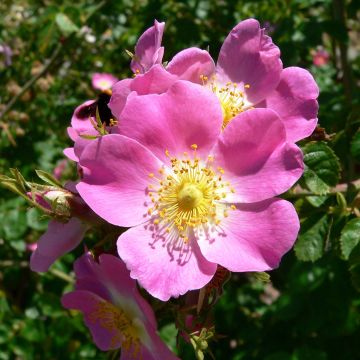 Eglantier odorant - Rosa rubiginosa