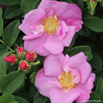 Rosa rugosa Angelia Pink - Apfelrose