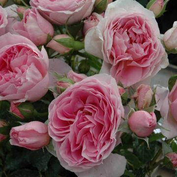 Rosa Generosa Delia - Guillot Rose