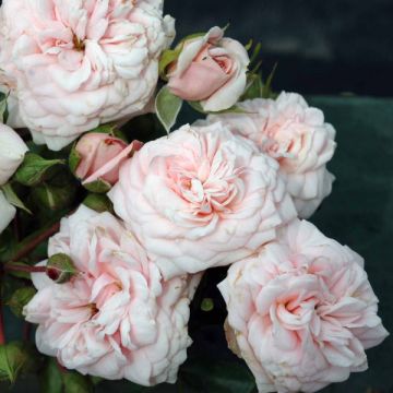 Rosier à fleurs groupées Emile Garcin
