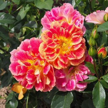 Rosa  La Bourbonnaise - Beetrose