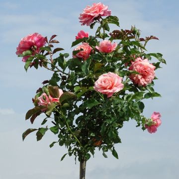 Stammrose Botticelli