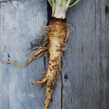 Haferwurzel Mammouth - Tragopogon porrifolius