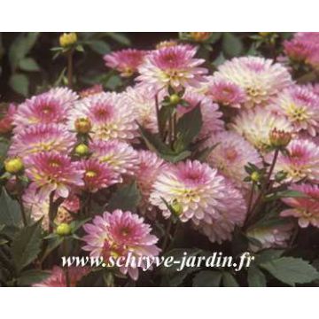 Dahlia Nain Secret glow