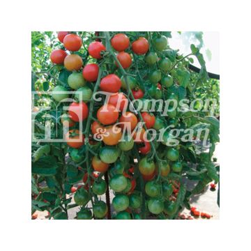 Kirschtomate Cherrola
