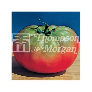 Tomate Pantano Romanesco