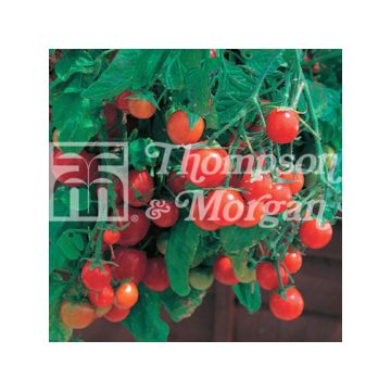 Kirschtomate Tumbling Tom Red