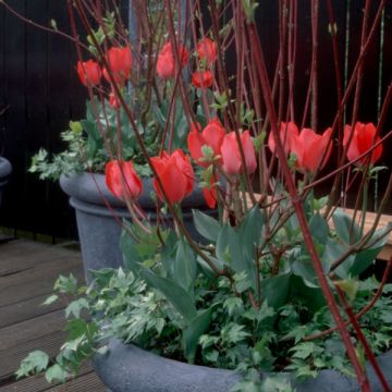 Triumph-Tulpe Cassini