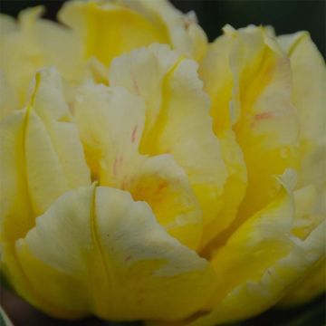 Frühe Gefüllte Tulpe Monte Beau