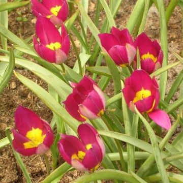 Tulipa humilis var. pulchella Persian Pearl - Niedrige Tulpe