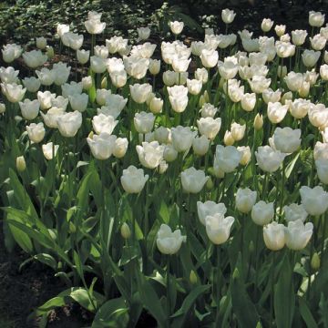 Triumph-Tulpe Hibernia