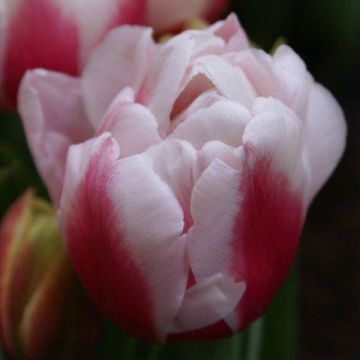 Späte Gefüllte Tulpe Wirosa