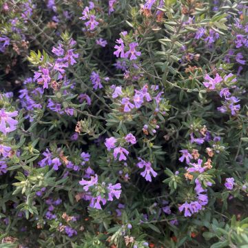 Westringia fruticosa Blue Gem - Australischer Rosmarin