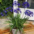 Agapanthus für Töpfe