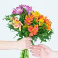 Inkalilien für Sträuße - Alstroemeria