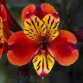 Roten Inkalilien - Alstroemeria