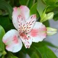 Winterharten Inkalilien - Alstroemeria
