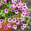 Balkonblumen