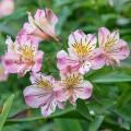 Rosa Sommerzwiebeln