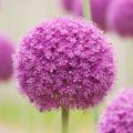 Violette mauve und purpurne Blütenzwiebeln