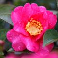 Camellia sasanqua - Herbstblühende Kamelie