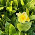 Zwerg-Cannas