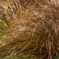 Carex mit buntem Laub
