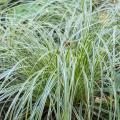 Carex mit panaschiertem Laub