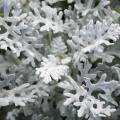 Silber greiskraut - Senecio cineraria