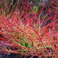 Cornus sanguinea - Roter Hartriegel