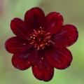 Schokoladen-Kosmee - Cosmos atrosanguineus