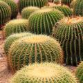 Echinocactus - Schwiegermuttersessel