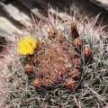 Ferocactus - Ferokaktus