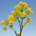 Ferula - Riesenfenchel