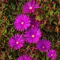 Mittagsblumen