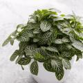 Fittonia - Mosaikpflanze