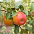 Obstbäume