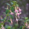 Winterharten Fuchsien