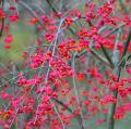 Pfaffenhütchen - Euonymus europaeus