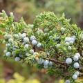 Gemeine Wacholder - Juniperus communis