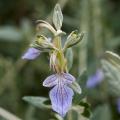 Teucrium fruticans - Strauchiger Gamander
