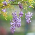 Amerikanischer Blauregen - Wisteria frutescens