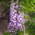Chinesischer Blauregen - Wisteria sinensis