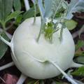 Kohlrabisamen