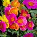 Portulaksamen - Portulaca