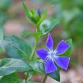 Großes Immergrün - Vinca major