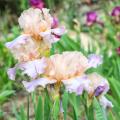 Duftenden Iris