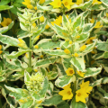Felberich mit auffälligem Laub